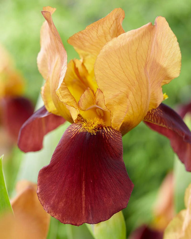 Bearded Iris 'Dante's Inferno'