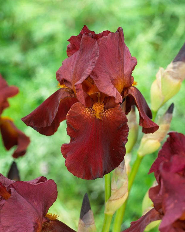 Bearded Iris 'Red Zinger'