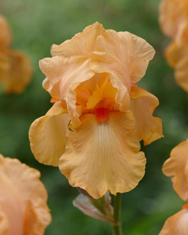 Bearded Iris 'Sky Fire'
