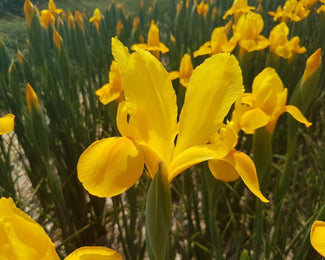 Dutch Iris 'Golden Beauty' Dutch Iris 'Golden Beauty'