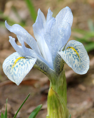 Iris 'Katharine Hodgkin' Iris 'Katharine Hodgkin'
