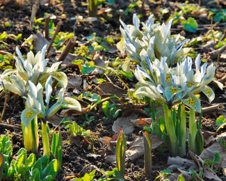 Iris 'Katharine Hodgkin' Iris 'Katharine Hodgkin'