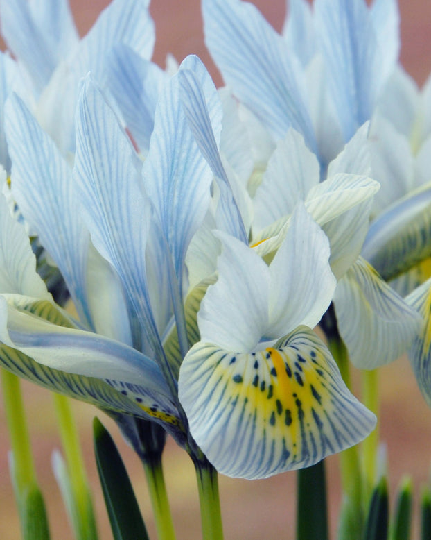 Iris 'Katharine Hodgkin'