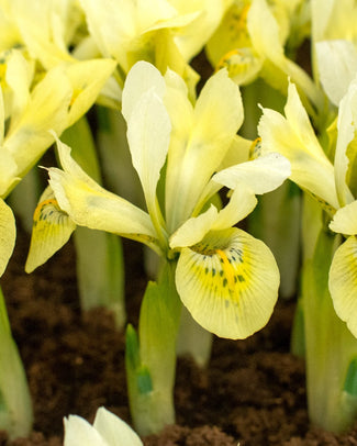 Iris 'Katherine's Gold' Iris 'Katherine's Gold'