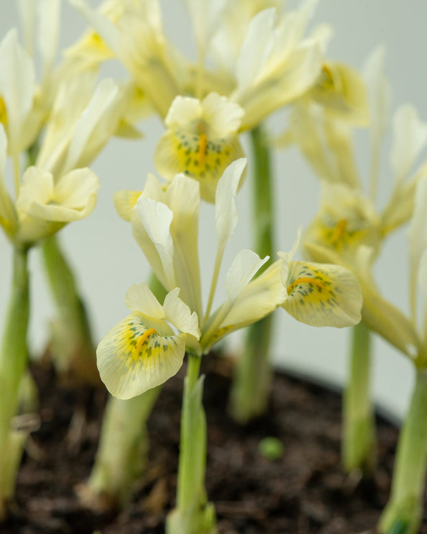 Iris 'Katherine's Gold'