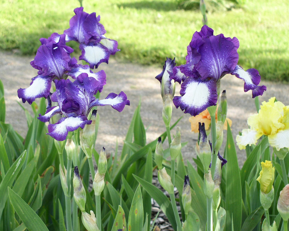 Bearded Iris 'Loop de Loop'