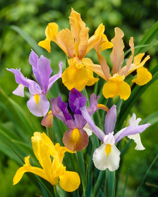 Dutch Iris 'Mixed Colours' Dutch Iris 'Mixed Colours'