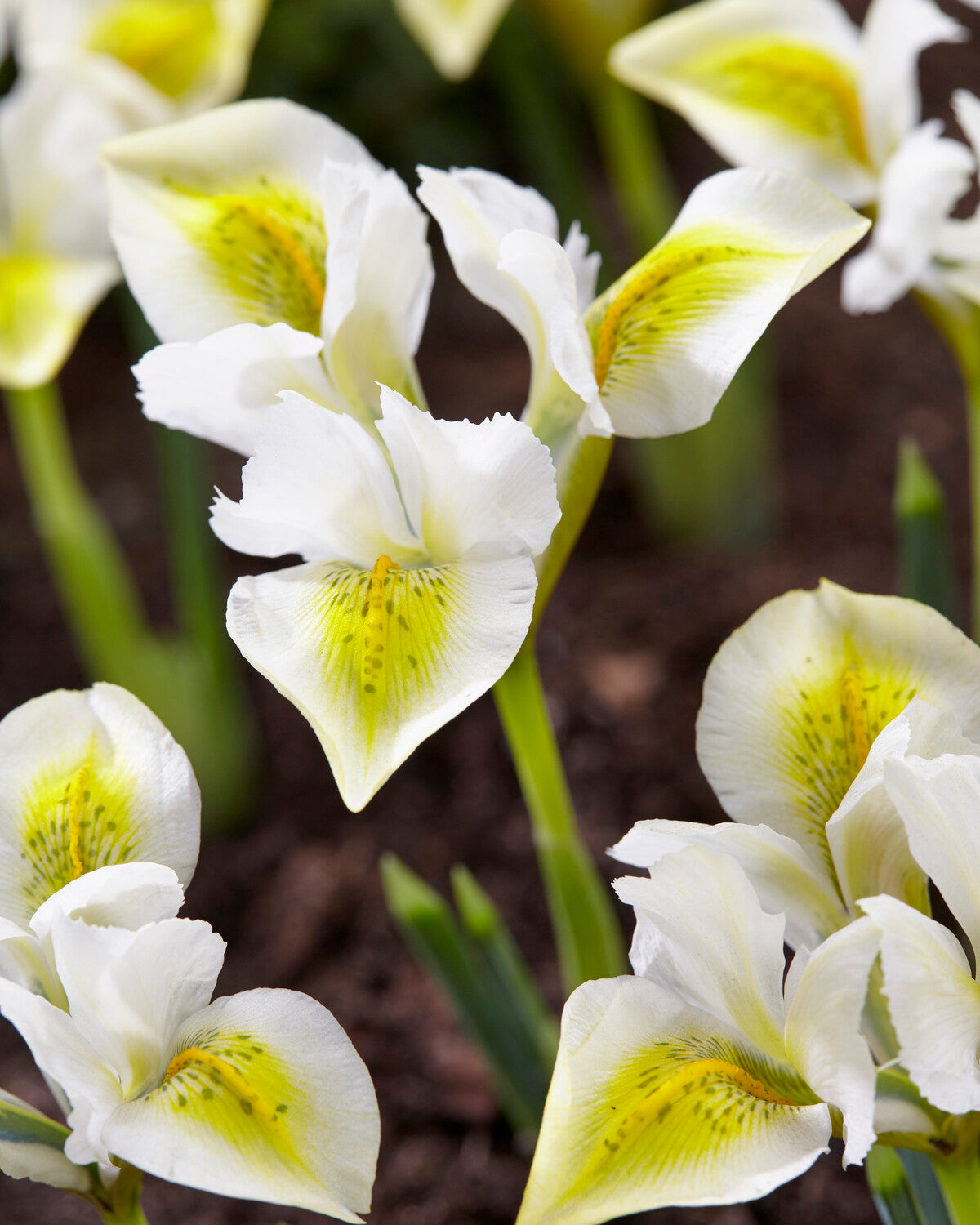 Iris reticulata 'North Star' bulbs — Buy dwarf iris online at Farmer Gracy  UK