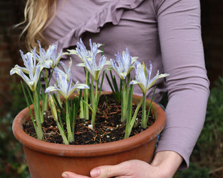 Iris 'Painted Lady' Iris 'Painted Lady'