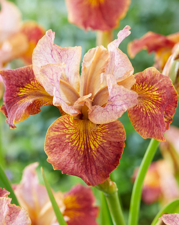 Iris 'Paprikash'