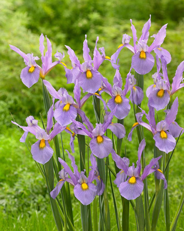 Dutch Iris 'Pink Panther'
