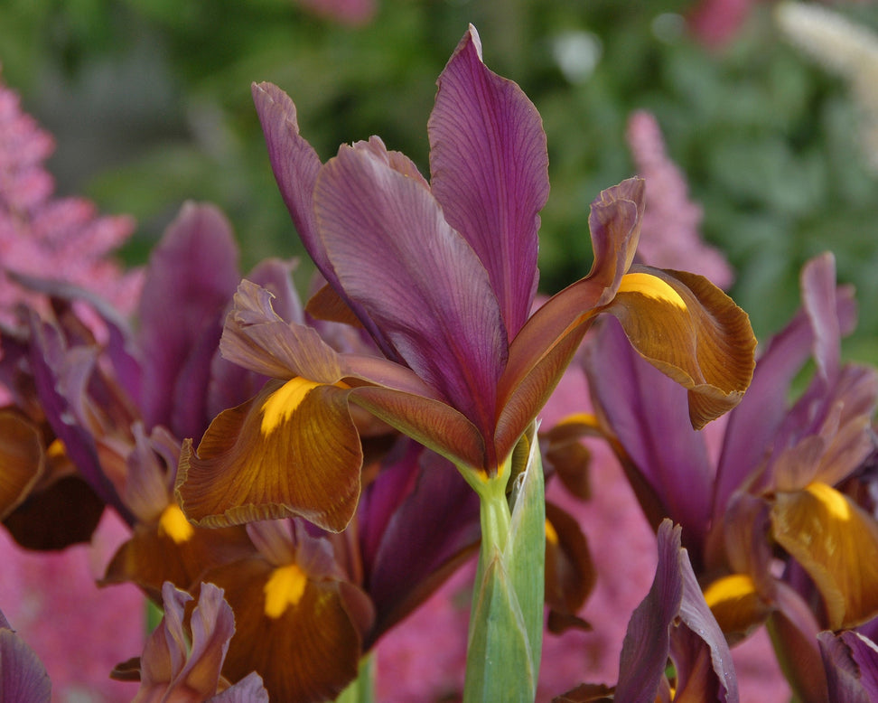 Dutch Iris 'Red Ember'