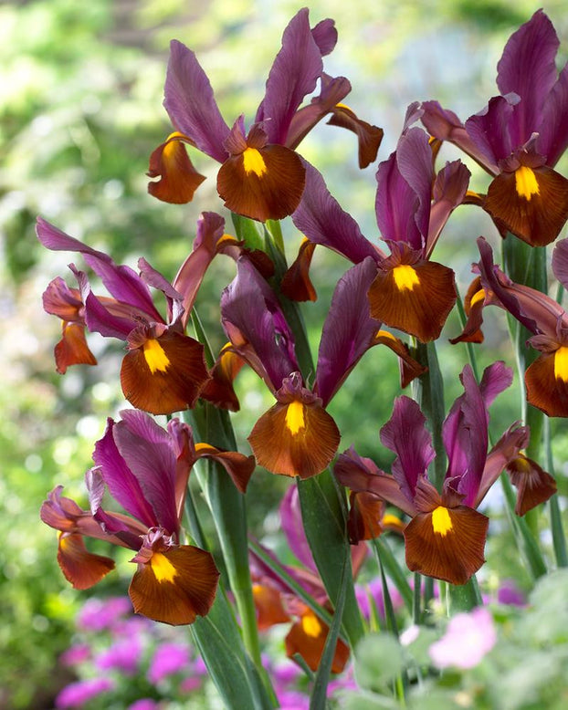 Dutch Iris 'Red Ember'