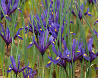 Iris reticulata Iris reticulata