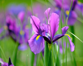 Dutch Iris 'Valentine' Dutch Iris 'Valentine'