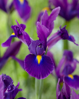 Dutch Iris 'Valentine' Dutch Iris 'Valentine'