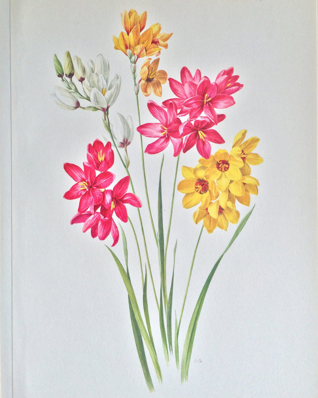 Ixia 'Fairy Wand Mix'