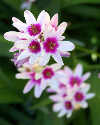 Ixia 'Fairy Wand Mix' Ixia 'Fairy Wand Mix'