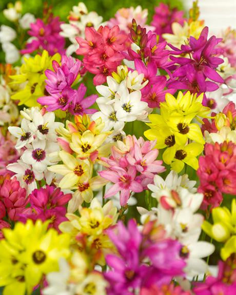 Ixia 'Fairy Wand Mix'