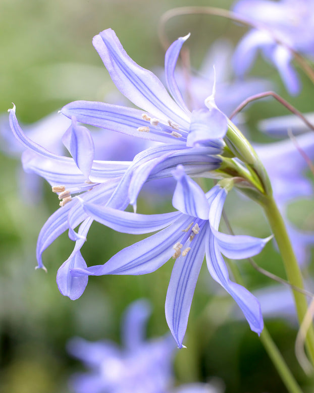 Ixiolirion tataricum