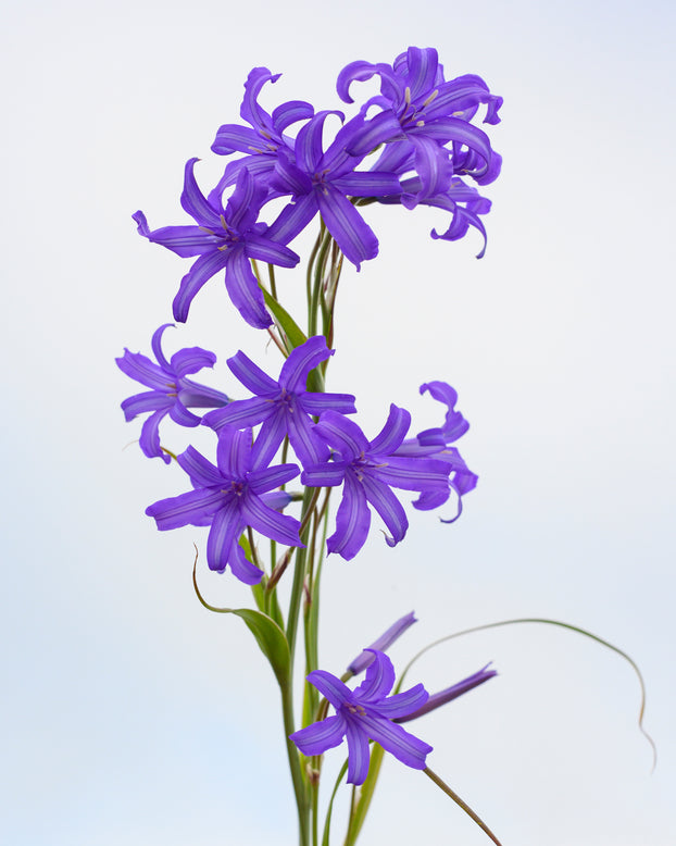 Ixiolirion tataricum