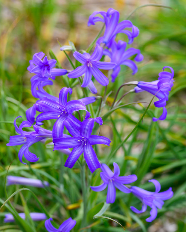 Ixiolirion tataricum