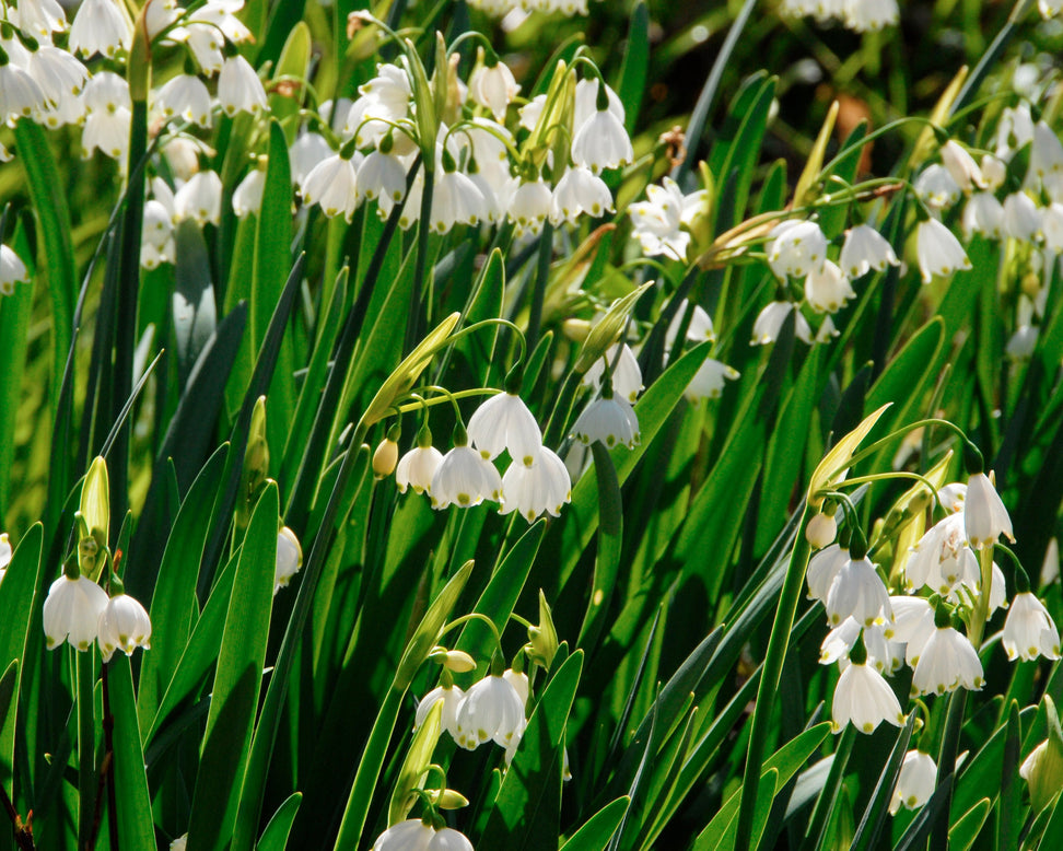 Leucojum aestivum
