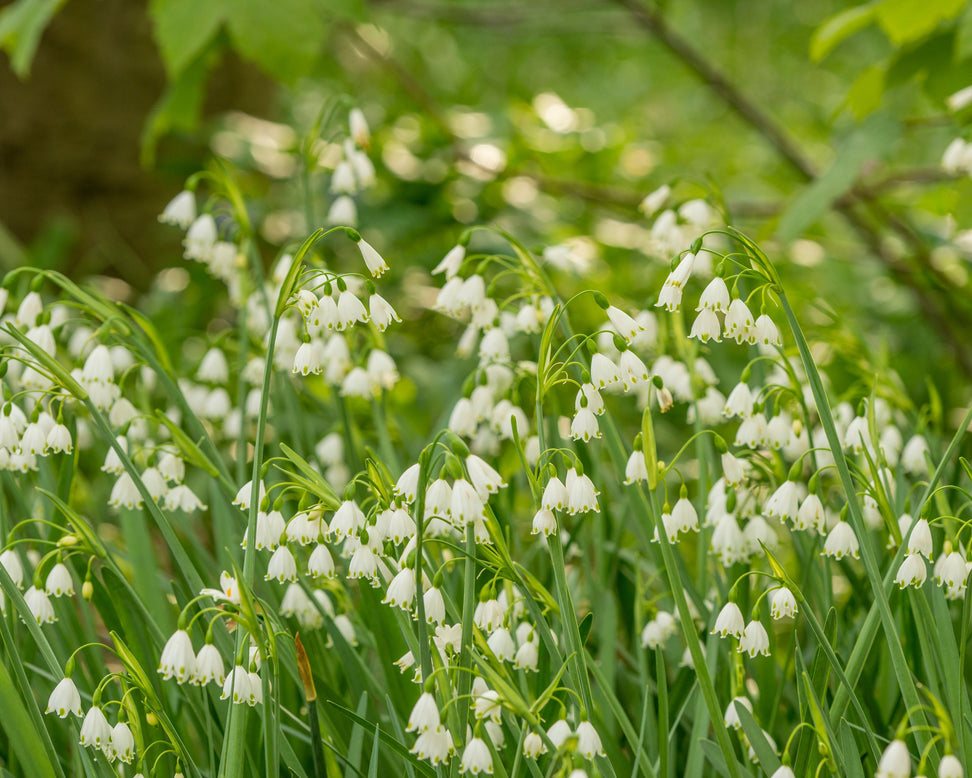 Leucojum aestivum