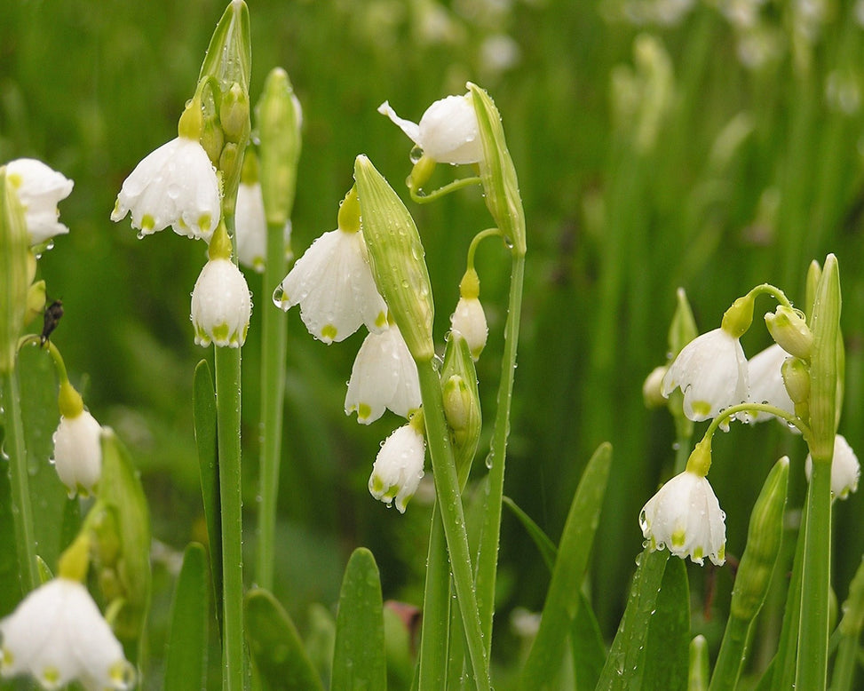 Leucojum aestivum