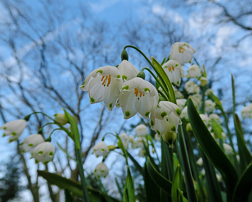 Leucojum aestivum