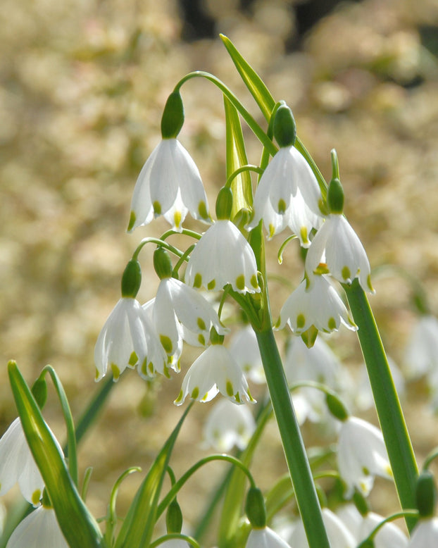 Flower BulbsGravetye Giant (Snowflake) Bulbs UK - 1