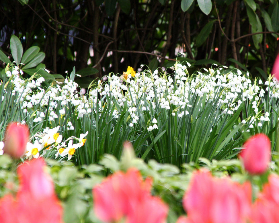 Leucojum 'Gravetye Giant'