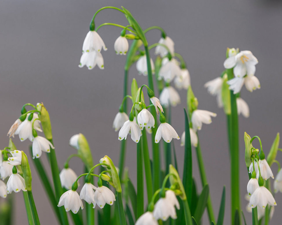 Flower BulbsGravetye Giant (Snowflake) Bulbs UK - 3