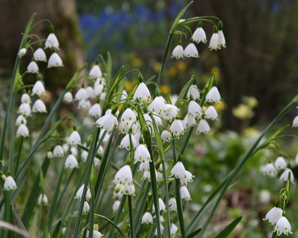 Leucojum 'Gravetye Giant'