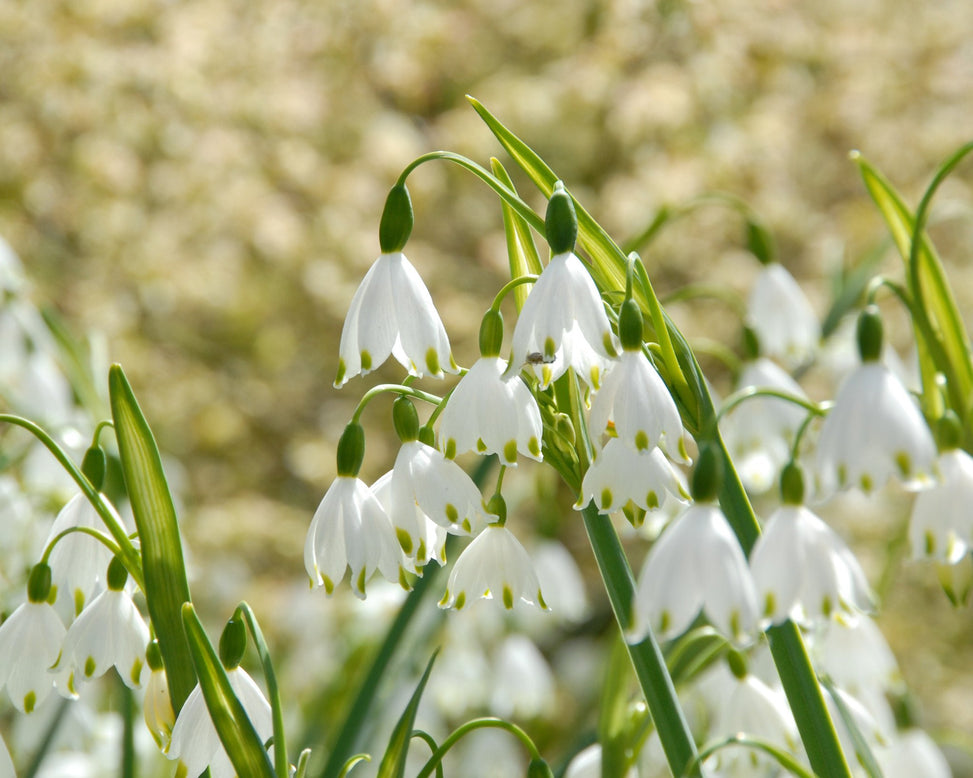Flower BulbsGravetye Giant (Snowflake) Bulbs UK - 4