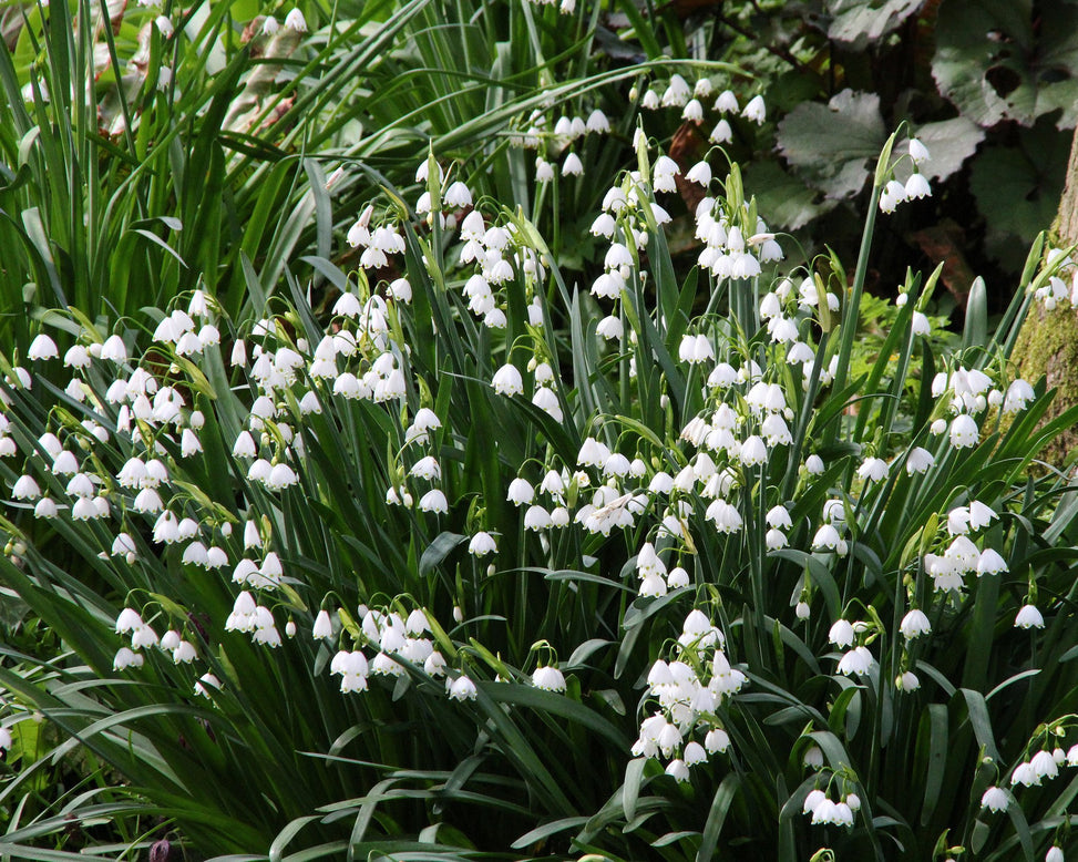 Leucojum 'Gravetye Giant'