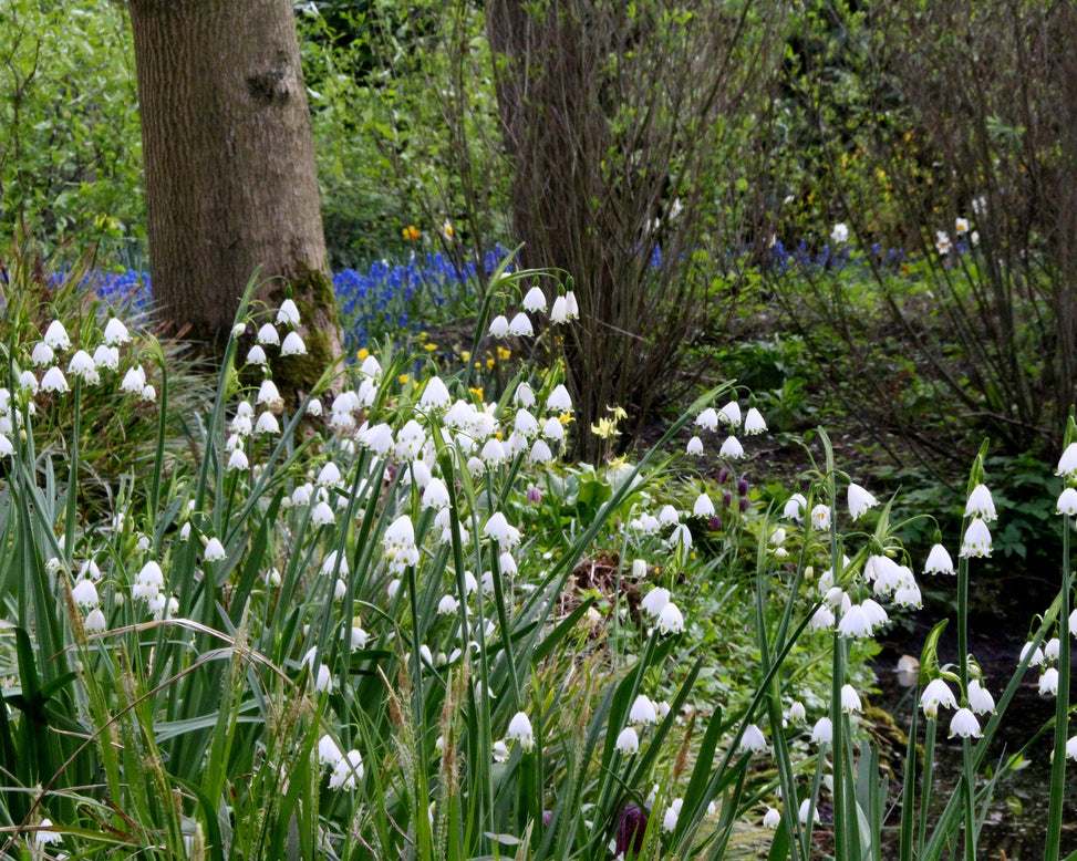 Leucojum 'Gravetye Giant'