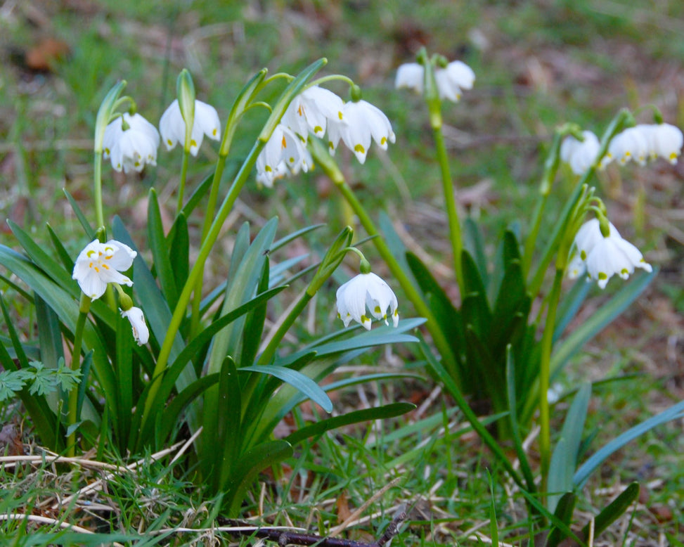 Leucojum vernum