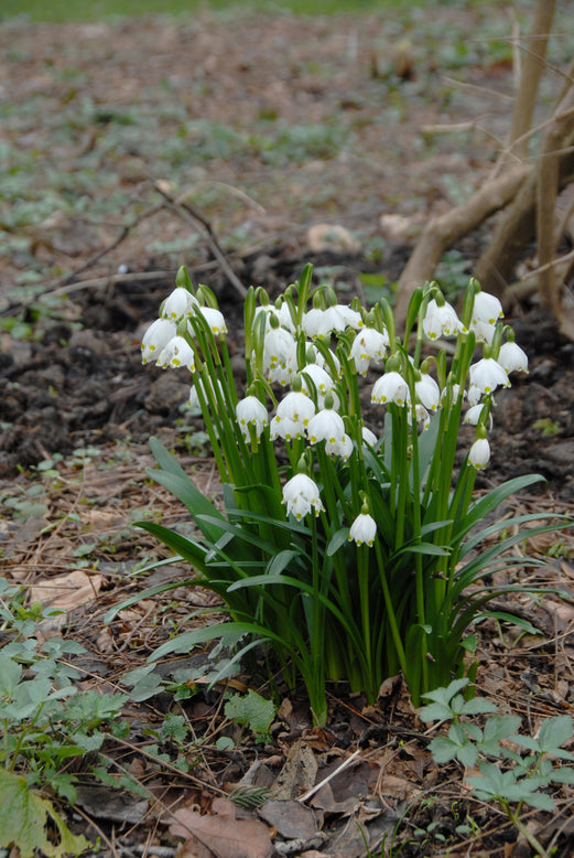 Leucojum vernum