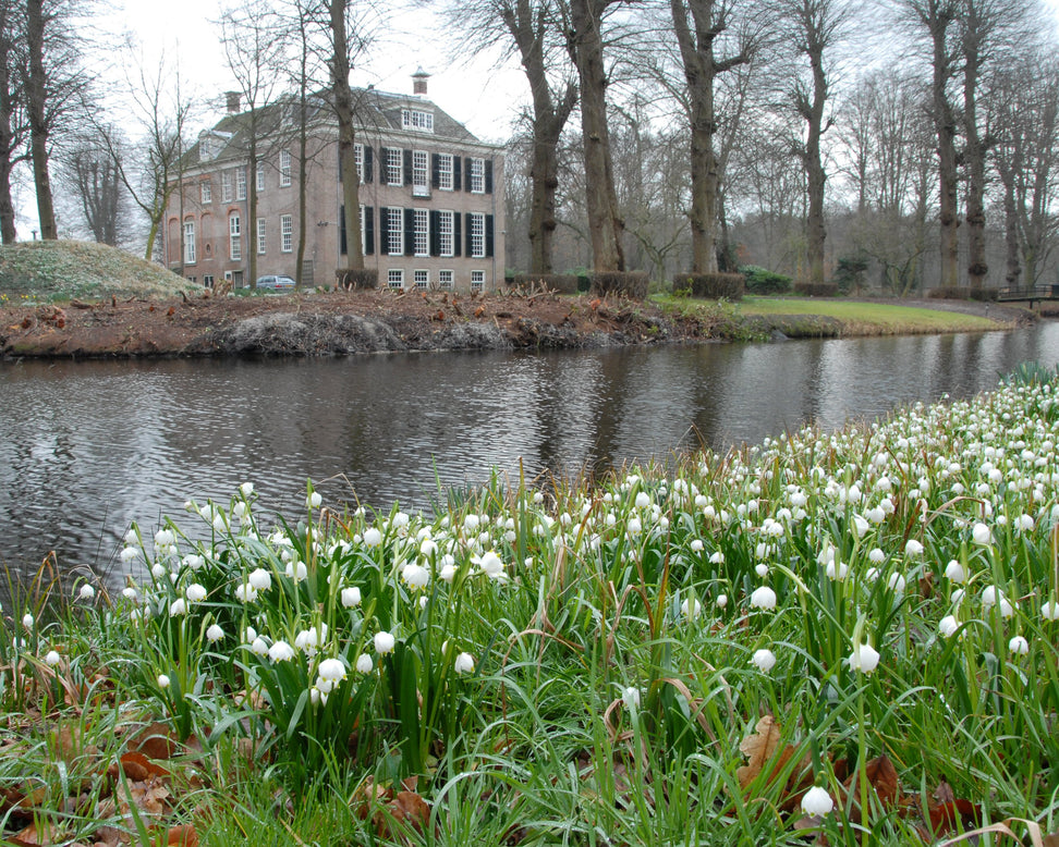 Leucojum vernum