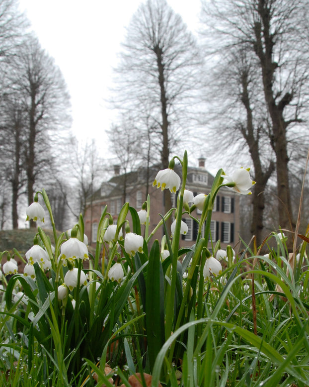 Leucojum vernum