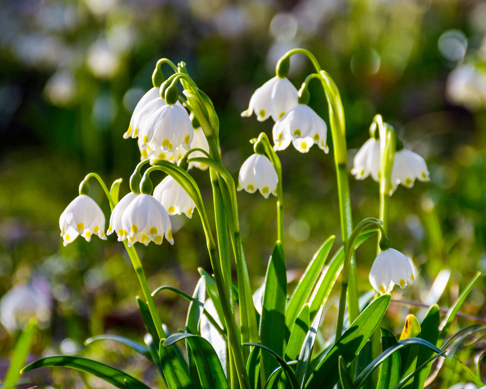 Leucojum vernum