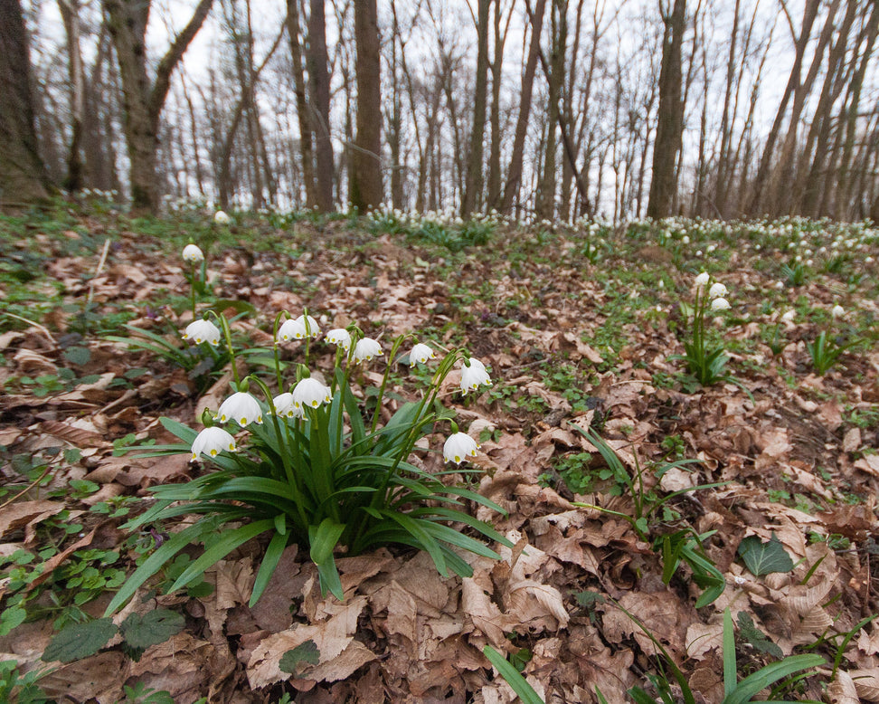 Leucojum vernum
