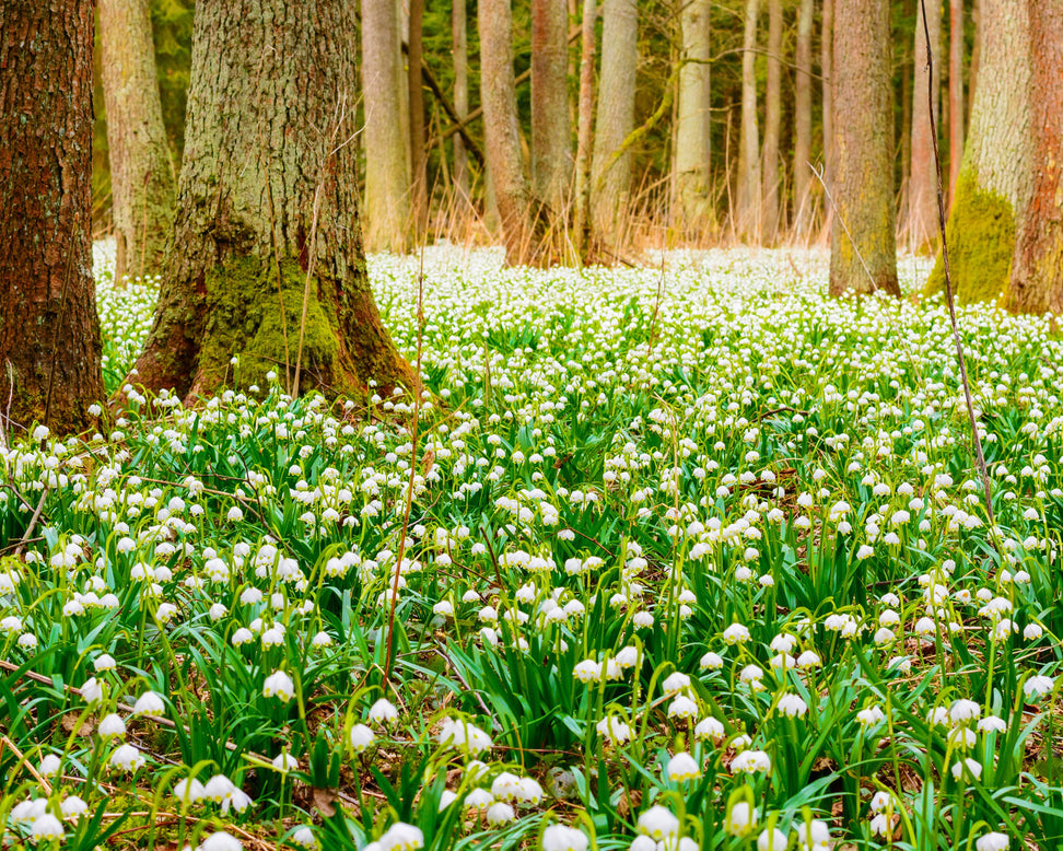 Leucojum vernum