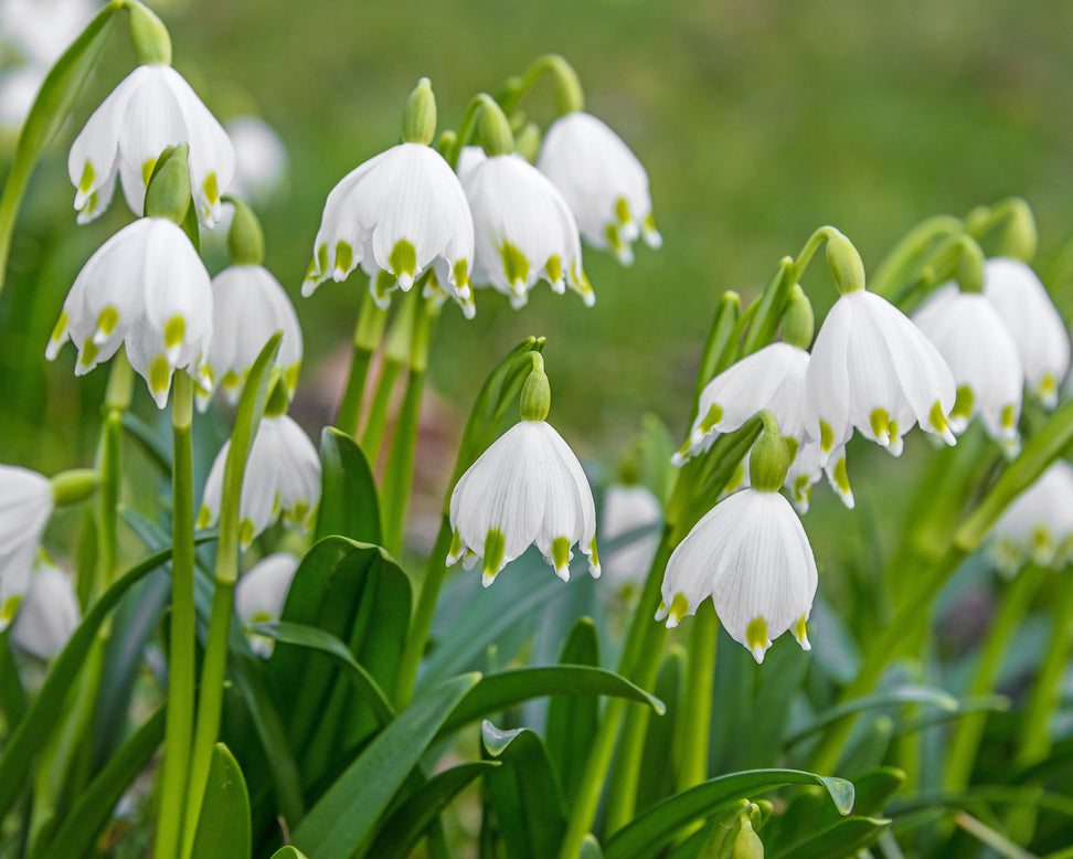 Leucojum vernum