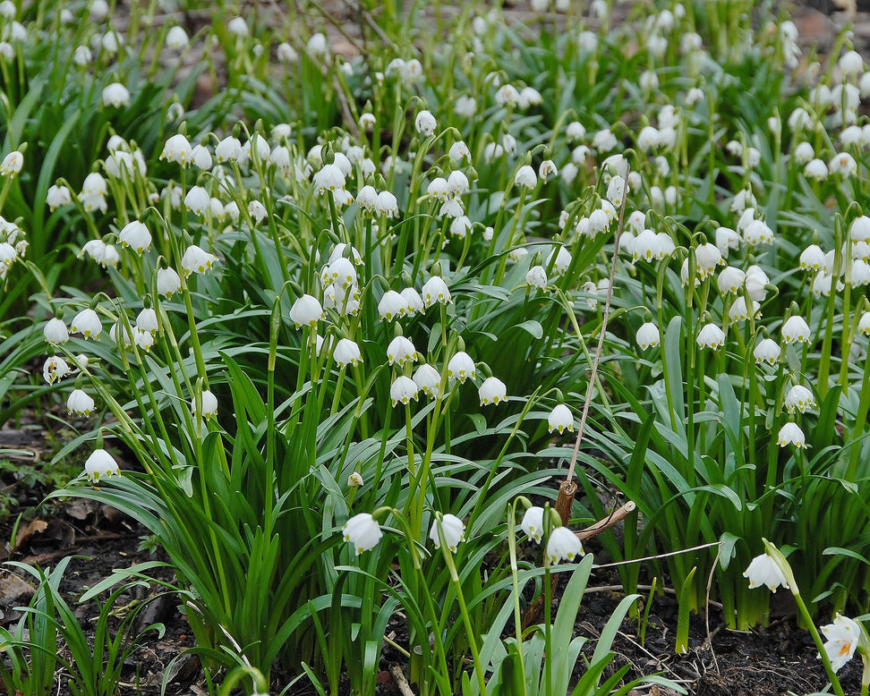 Leucojum vernum