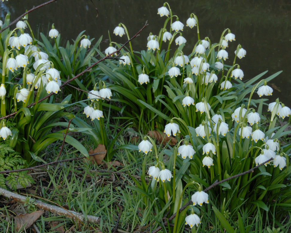 Leucojum vernum