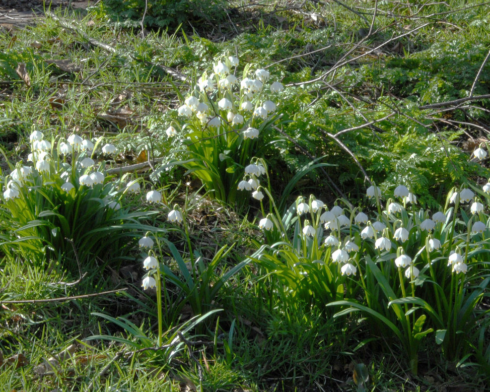 Leucojum vernum