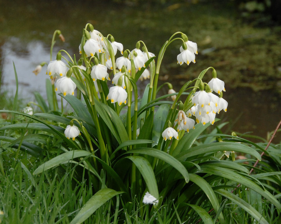 Leucojum vernum