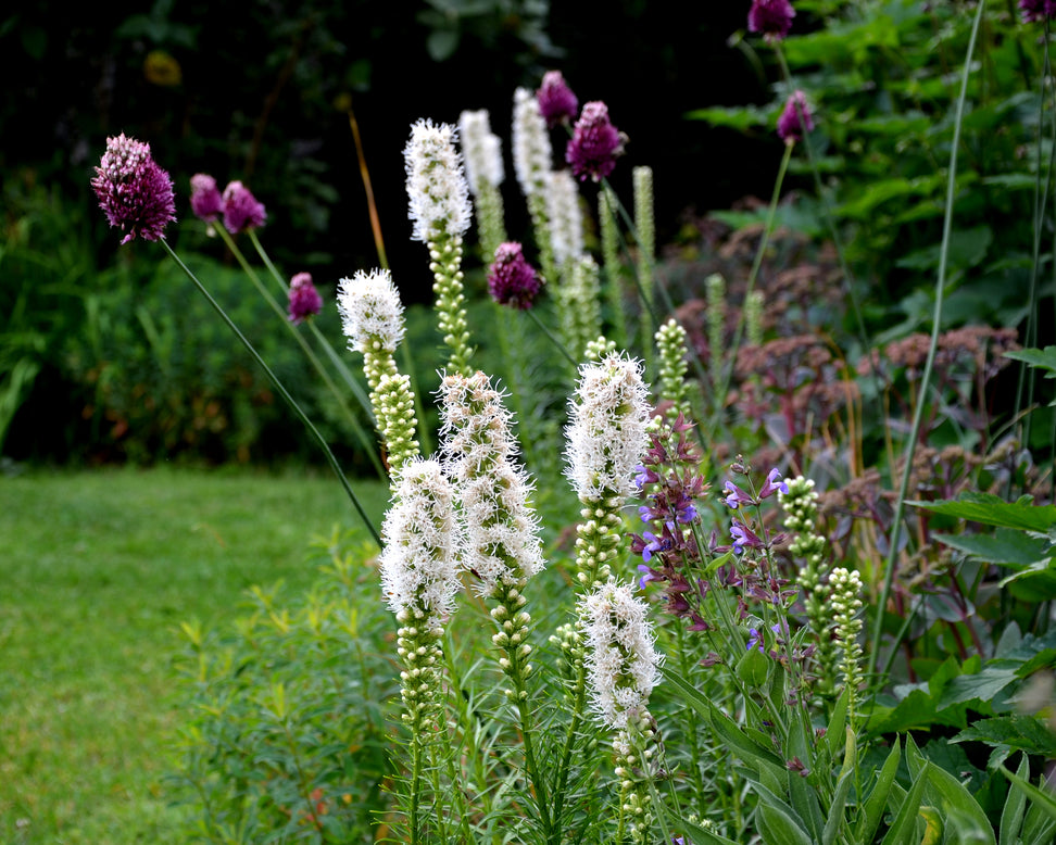 Liatris spicata 'Alba'